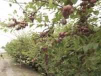 みとろ観光果樹園で「スモモ狩り」　初夏の味覚の収穫始まる