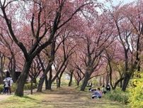 菊名桜山公園の八重桜が開花　今週末向けて見頃