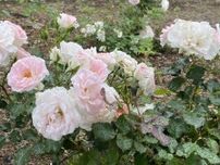 横浜・都筑中央公園で街の名前付いたバラ開花　バラまつりも