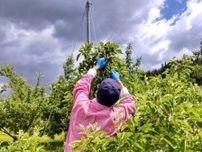 盛岡のリンゴ畑で作業体験　地元作物への興味を育み農家と交流