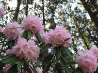 富士花鳥園でシャクナゲ見頃　アジサイやベゴニアも開花