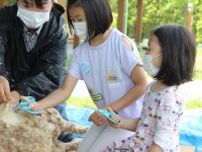 富士山こどもの国で羊の毛刈りイベント　富士山の初夏を告げる恒例行事