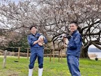 箱根「湖畔の一本桜」、今年もにぎわい　ケープペンギンも来園客歓迎