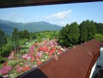 箱根芦ノ湖畔「山のホテル」のツツジ満開　シャクナゲも開花まもなく見頃に