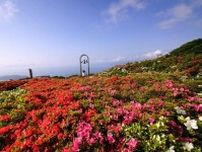 星ケ山公園「さつきの郷」で5万株のサツキ咲き誇る　マルシェも開催