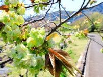 別府の南立石公園で緑色のサクラ「ギョイコウ」見頃　春風にゆらり