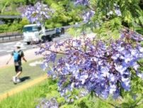 大分の田ノ浦ビーチでジャカランダ見頃　青紫色の花々、夏の訪れ告げる