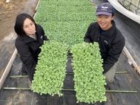 珠洲市の被災農家にケール苗3万株　さいたまのトキタ種苗が無償提供