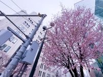 札幌で桜開花　中心街では一足早く咲く桜も