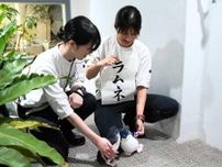 札幌の水族館でペンギンのひなの愛称決定　5799件の公募から選出