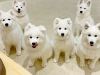 原宿にサモエドカフェ「モフ」　白い大型犬サモエド10匹が出迎え