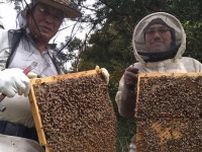 安士養蜂園のミツバチ、地域住人に支えられいすみで越冬　秋田に帰る