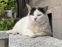 早大・早稲田キャンパスの地域猫「寧々」が天国へ　感謝を伝える声も