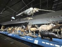 福岡市博物館で「大哺乳類展」　福岡初開催、標本500点展示