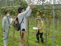 八頭町が初の果樹トレーニングファーム　梨・柿農家減少で新規就農者募集