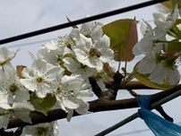 ミツバチによる梨の受粉作業始まる 豊田・福受地区で