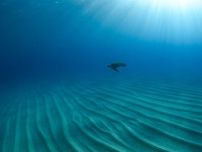 屋久島在住の水中写真家が写真集「潜る 日本海中紀行」出版