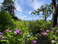 「葉山あじさい公園」はまだ五分咲き　町がウェブで開花状況案内始める