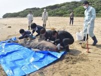 串間・市木にクジラ死骸　「ハナゴンドウ」成体１頭　市や宮崎大が解体処理