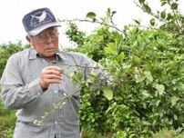 果樹カメムシ類、宮崎内で発生増加　延岡市は平年の６０倍