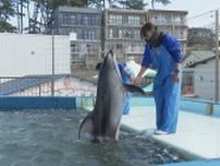 被災地の水族館から福井県に避難中のイルカ 17日から展示