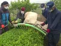 石川県内唯一の茶の産地で新茶の刈り取り始まる 石川・加賀市