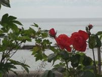 海辺に咲いた真っ赤なバラ 訪れた被災者も笑顔に 400株の民家のバラ園 石川・穴水町
