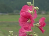 梅雨とともに咲く花「タチアオイ」 被災地では半減も見ごろを迎え地域の癒しに