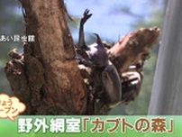 「昆虫の王様」カブトムシに直接触って園児は大喜び 夏の恒例 「カブトの森」オープン　石川・白山市