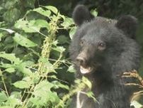 クマらしき動物を児童が目撃 住宅街や公園も近く警察などが警戒 石川・白山市