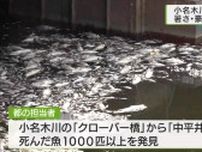 東京・小名木川に死んだ魚1000匹以上　豪雨などによる酸欠が原因か