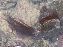 絶滅危惧種オキチモズク　２２年ぶり“自生”確認　雲仙・国見の六条川