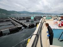 「まだ６月…」尽きぬ不安　ハマチやヒラスが死んで海面に　長崎・橘湾で赤潮被害