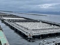 橘湾で赤潮　養殖魚が大量死　昨年に続き「最大限の警戒」　雲仙や長崎・戸石