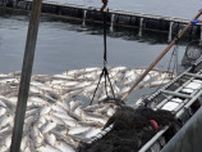 養殖魚５３万匹が斃死　被害金額１５億円　長崎の赤潮　農水省に支援要望