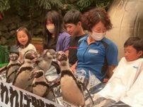 ペンギンが足の上を踏んづけていく期間限定イベント　伊勢シーパラダイスで開催中　三重県
