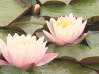 梅雨の訪れを感じる水辺の花が見頃！鳥取砂丘近くの池の水面には「スイレン」も｜鳥取県