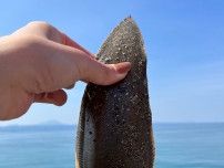 【釣りガール】釣りシーズンスタート！出雲市大社湾で朝6時からお手軽釣りの釣果報告！
