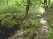 緑の苔に覆われた神秘的な渓流苔へ！ガイドツアーも楽しめる奥大山の木谷沢渓流｜鳥取県江府町