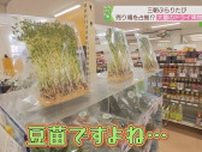 豆苗まで乾燥してる…ドライフルーツで溢れた不思議なスーパー「サントマト」｜鳥取県三朝町