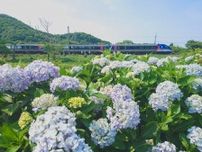 【2024開花情報】約3000株のあじさいが咲く「あじさい公園」。列車と一緒に撮影ができる！