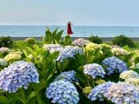【鳥取アジサイ巡り】海が見えるアジサイ公園。約2000本の花が咲く「逢束あじさい公園」｜鳥取県琴浦町