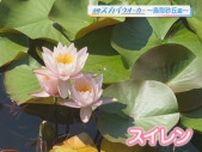 鳥取砂丘近くの穴場スポット、小さな池でスイレンが見ごろ！水面の花畑を間近で眺めるカヤックツアーも｜鳥取県鳥取市