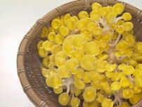 「菌活」は難しくない！金色のキノコを使ったお手軽レシピで始める、腸内環境健康生活