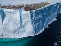 【動画】棚氷の崖から落ちるコウテイペンギンのひなたち、初