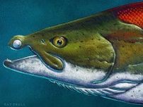 巨大古代サケの驚きの顔が明らかに、鼻先から牙が横に突出