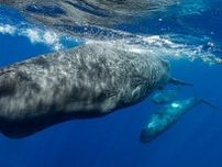 「クジラ語」解読に光、「音声のイロハ」をついに発見、研究
