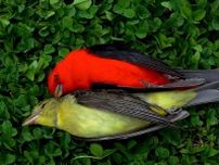 年間35億羽の鳥を米国で死なせる「見えない殺し屋」とは、研究