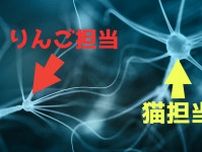 【思考翻訳】単語ごとに担当脳細胞があると判明！