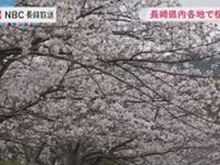 【ソメイヨシノが見ごろ】400メートル公園の遊歩道　福山雅治さの歌にも登場する古川の桜並木　長崎